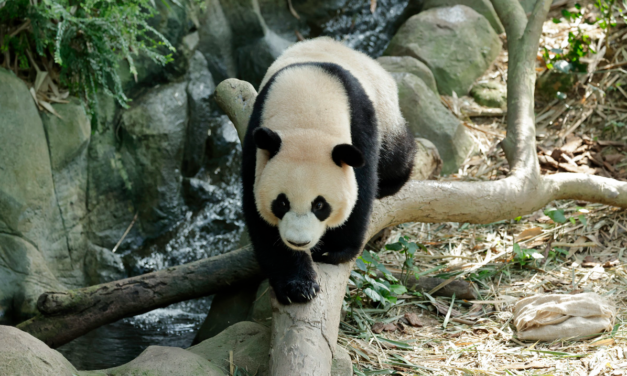 Farewell Campaign for Giant Panda Cub Le Le as He Prepares to Return to China