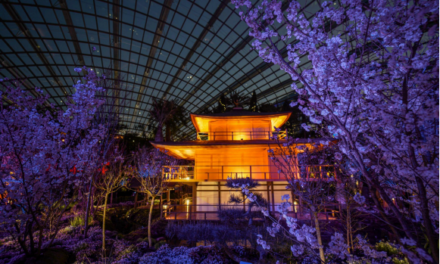 Gardens by the Bay’s Sakura Floral Display Offers Day-to-Night Experience