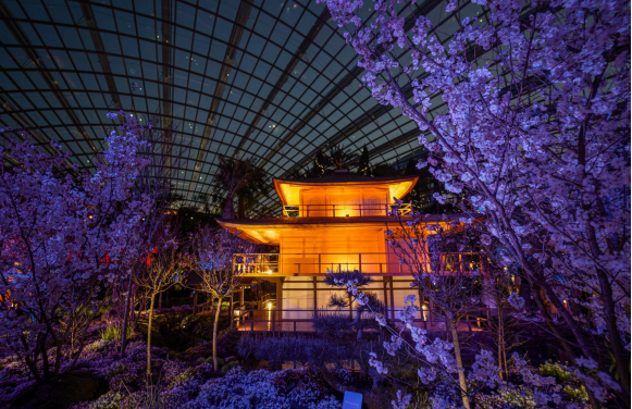 Gardens by the Bay’s Sakura Floral Display Offers Day-to-Night Experience